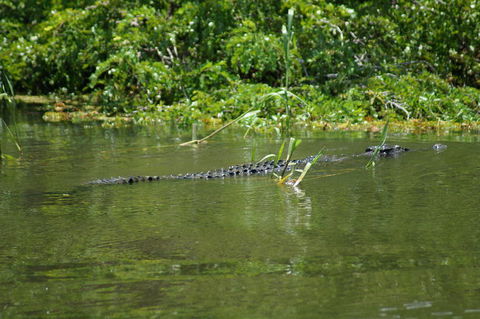 Kakadu, Nourlangie And Yellow Waters Tour From Darwin - Hotel VIC 4
