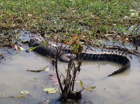 Kakadu, Nourlangie And Yellow Waters Tour From Darwin - Hotel VIC 19