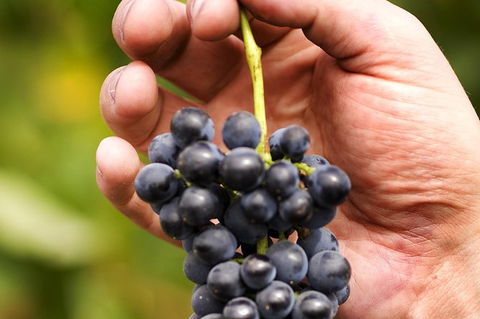 Scenic Hunter Valley Winery Tour With Boutique Wineries & Local Cheese - Hotel VIC 5