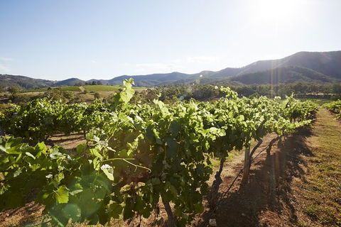 Scenic Hunter Valley Winery Tour With Boutique Wineries & Local Cheese - Hotel VIC 6
