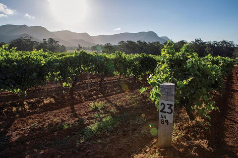 Scenic Hunter Valley Winery Tour With Boutique Wineries & Local Cheese - Hotel VIC 9