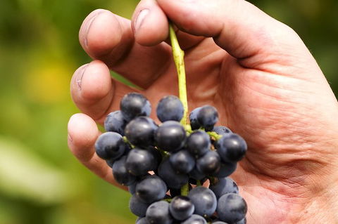 Scenic Hunter Valley Winery Tour With Boutique Wineries & Local Cheese - Hotel VIC 8