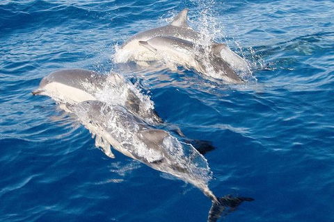 Port Stephens Day Tour From Sydney Including 4WD, Sandboarding And Dolphins - Hotel VIC 0