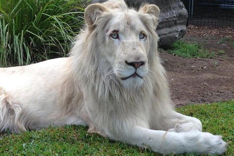 Private Shoalhaven Zoo Experience From Sydney - Hotel VIC 1