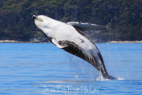 Whale Watching Jervis Bay - Hotel VIC 0