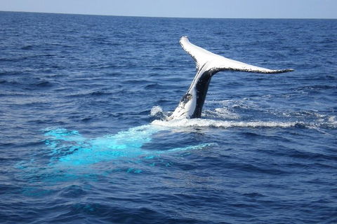 Whale Watching Jervis Bay - Hotel VIC 7