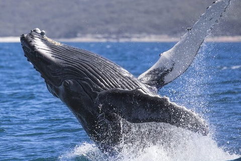 Whale Watching Jervis Bay - Hotel VIC 2