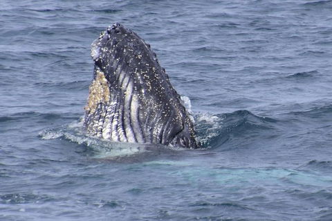 Jervis Bay Whale Watching Tour - Hotel VIC 1