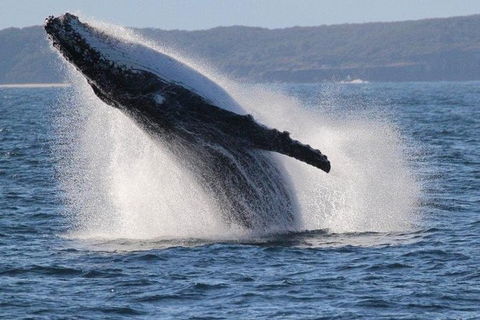 Jervis Bay Whale Watching Tour - Hotel VIC 0