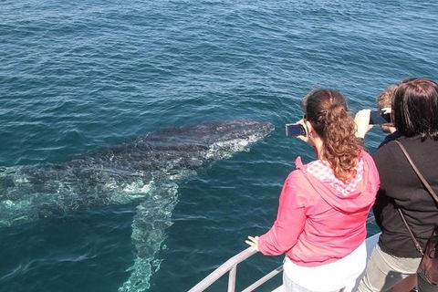 Jervis Bay Whale Watching Tour - Hotel VIC 9