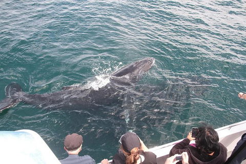 Jervis Bay Whale Watching Tour - Hotel VIC 12