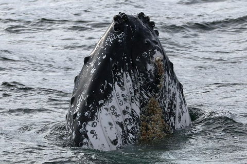 Jervis Bay Whale Watching Tour - Hotel VIC 7