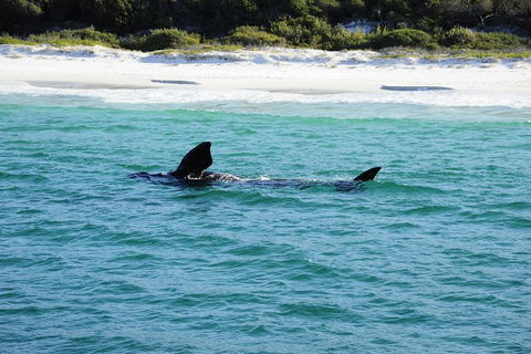 Jervis Bay Whale Watching Tour - Hotel VIC 5