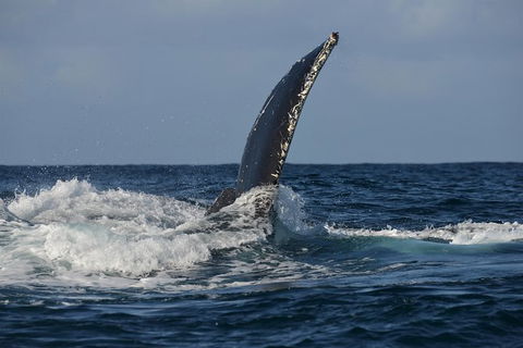 Jervis Bay Whale Watching Tour - Hotel VIC 8