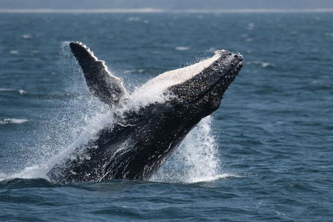 Jervis Bay Whale Watching Tour - Hotel VIC 10