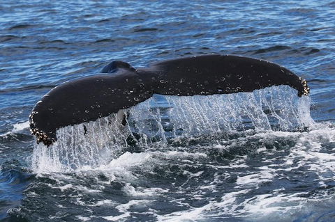 Jervis Bay Whale Watching Tour - Hotel VIC 6