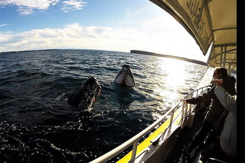 Jervis Bay Whale Watching Tour - Hotel VIC 3