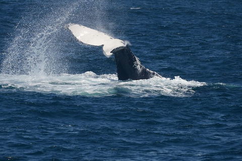 Jervis Bay Whale Watching Tour - Hotel VIC 11
