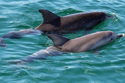 Jervis Bay Boom Netting And Dolphins Tour - Hotel VIC 13
