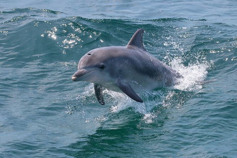 Jervis Bay Boom Netting And Dolphins Tour - Hotel VIC 8
