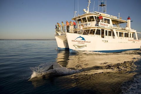 Jervis Bay Dolphin Watch Cruise - Hotel VIC 0