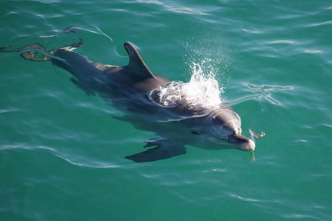 Jervis Bay Dolphin Watch Cruise - Hotel VIC 6