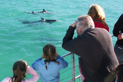 Jervis Bay Dolphin Watch Cruise - Hotel VIC 4
