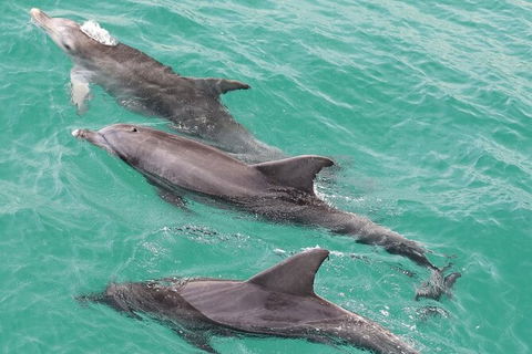 Jervis Bay Dolphin Watch Cruise - Hotel VIC 7
