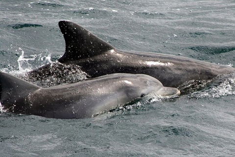 Jervis Bay Dolphin Watch Cruise - Hotel VIC 5