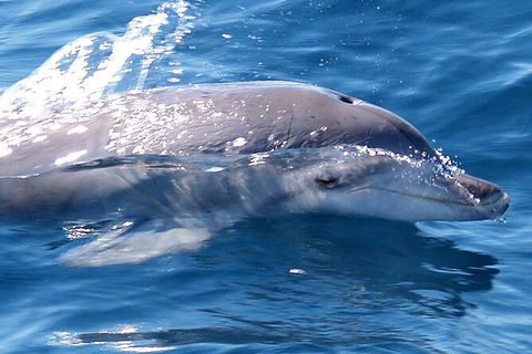 Jervis Bay Dolphin Watch Cruise - Hotel VIC 3