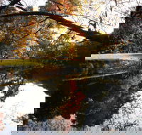 Jamieson Significant Trees