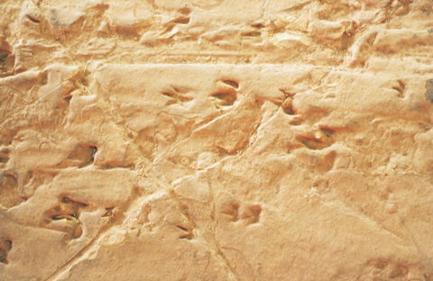 Lark Quarry Conservation Park - Hotel VIC 2