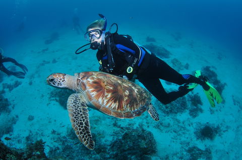 Second Reef Dive Site - Hotel VIC 0