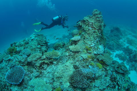 Second Reef Dive Site - Hotel VIC 1