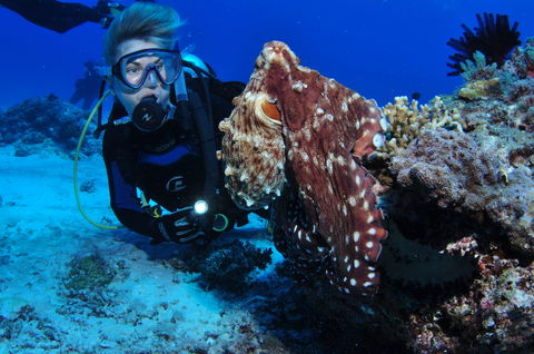 Second Reef Dive Site - Hotel VIC 2