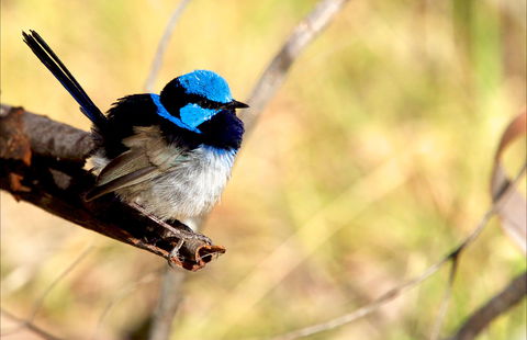 Shepherds Bush - Hotel VIC 0