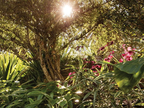 Wendy Whiteley's Secret Garden - Hotel VIC 1
