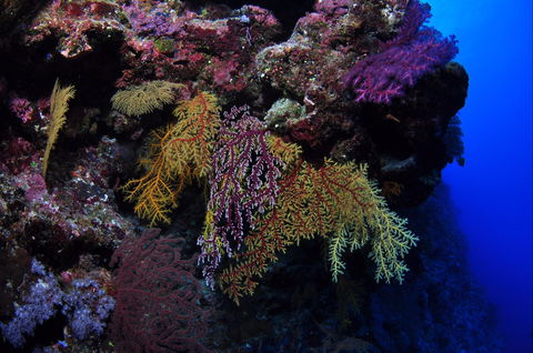 Around The Bend Dive Site - Hotel VIC 0