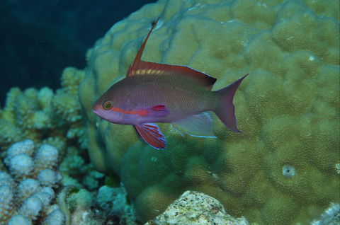 Around The Bend Dive Site - Hotel VIC 1