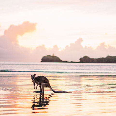 Cape Hillsborough – A Low Tide Fishing Adventure - Hotel VIC 0
