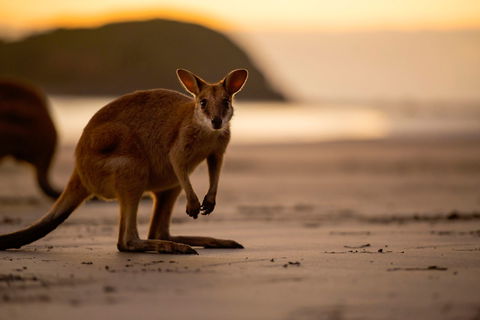 Cape Hillsborough – A Low Tide Fishing Adventure - Hotel VIC 1