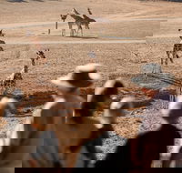 Monarto Safari Park - Hotel VIC