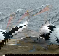 Pelican Feeding - Hotel VIC