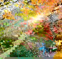 The Blue Mountains Botanic Garden Mount Tomah