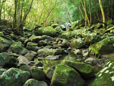 Wodi Wodi Walking Track - Hotel VIC 0