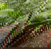 Goodenia Rainforest Walking Track - Hotel VIC