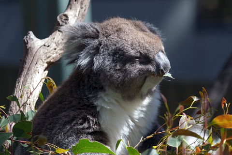 Gorge Wildlife Park - Hotel VIC 0