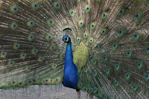 Gorge Wildlife Park - Hotel VIC 1