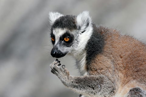 Gorge Wildlife Park - Hotel VIC 2