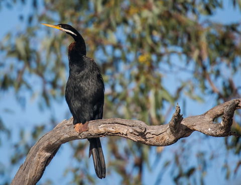 Greenough River Nature Trail - Hotel VIC 0